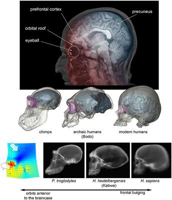 Language, Paleoneurology, and the Fronto-Parietal System